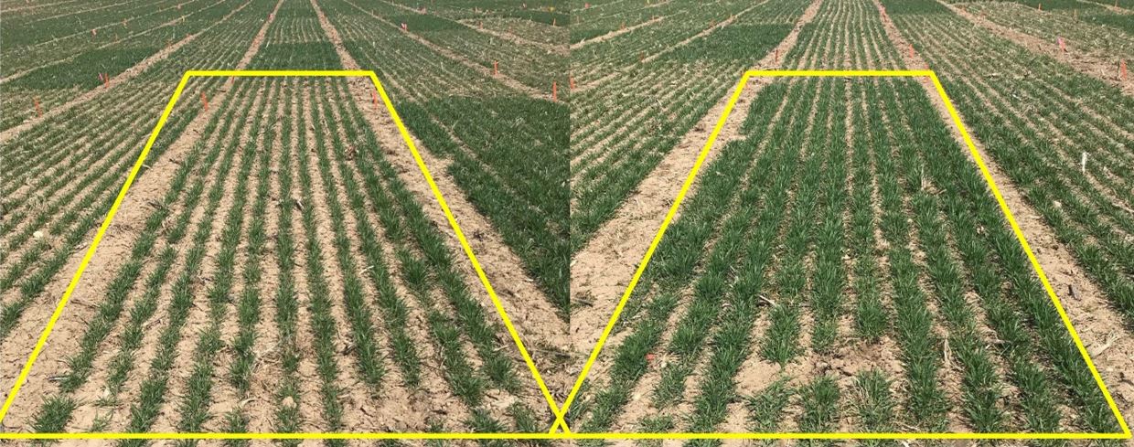 Winter wheat tillering as affected by agronomic nutrient management